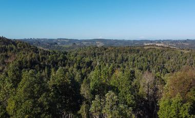 Campo en venta en Los Muermos de 25 hectáreas con abundante agua
