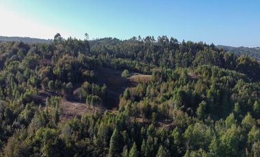 Campo en venta en Los Muermos de 25 hectáreas con abundante agua