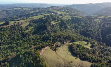 Campo en venta en Los Muermos de 25 hectáreas con abundante agua