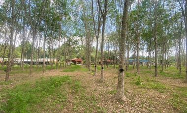 25 Rai of rubber plantations in prime location, close to the airport in Thalang, Phuket.