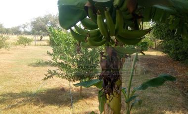 VENDEMOS FINCA EN LA VEREDA TARQUI DEL MUNICIPIO DE FLANDES.