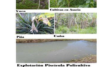 Se vende hermosa Finca de 55 hectáreas Municipio de Tesalia-Departamento del huila,vereda el centro a 5 km del casco urbano