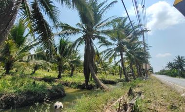 Land for sales Coconut plant at Damnoen Saduak, Ratchaburi