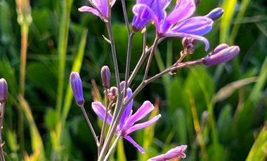 Espectacular terreno de casi 3ha con vista al mar en Pichilemu