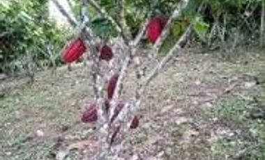 Vendo Terreno Las cumbres Lamas Tarapoto