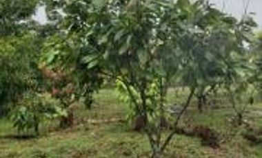 Vendo Terreno Las cumbres Lamas Tarapoto