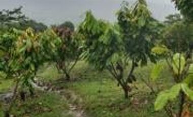 Vendo Terreno Las cumbres Lamas Tarapoto