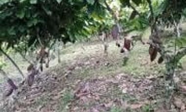Vendo Terreno Las cumbres Lamas Tarapoto