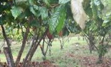Vendo Terreno Las cumbres Lamas Tarapoto