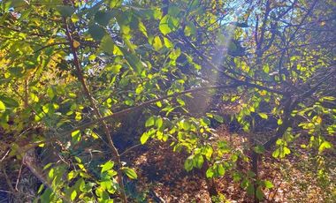 Venta sitio Quinchamalí centrico