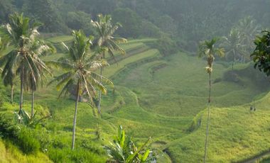 Freehold - Rice Field Vista Retreat Serene Luxury Living in Ubud's Panoramic Paradise