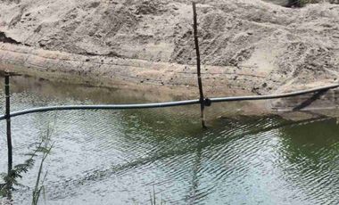 VENTA BANANERA ORGÁNICA