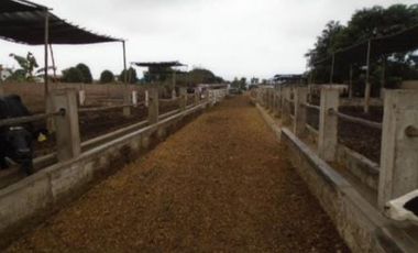 OCASIÓN LURÍN TERRENO CERCADO DE 6,000m2, IDEAL PARA ESTABLO O CRIANZA DE ANIMALES