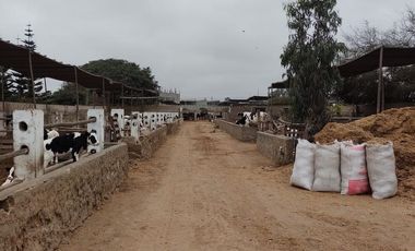 OCASIÓN LURÍN TERRENO CERCADO DE 6,000m2, IDEAL PARA ESTABLO O CRIANZA DE ANIMALES