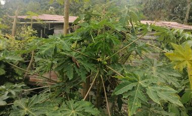 Venta Finca Agrícola y Ganadera Santa Bárbara Antioquia