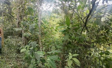 Venta Finca Agrícola y Ganadera Santa Bárbara Antioquia