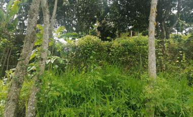 Venta Finca Agrícola y Ganadera Santa Bárbara Antioquia