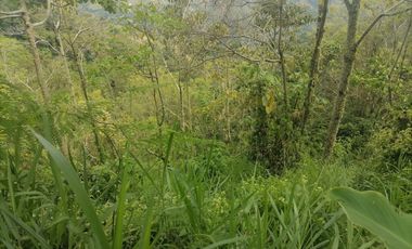 Venta Finca Agrícola y Ganadera Santa Bárbara Antioquia