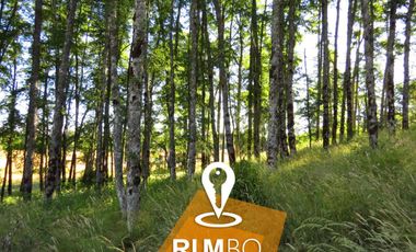 Parcela con Bosque nativo - Villarrica