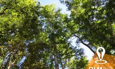 Parcela con Bosque nativo - Villarrica