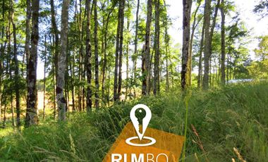 Parcela con Bosque nativo - Villarrica