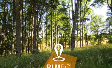 Parcela con Bosque nativo - Villarrica