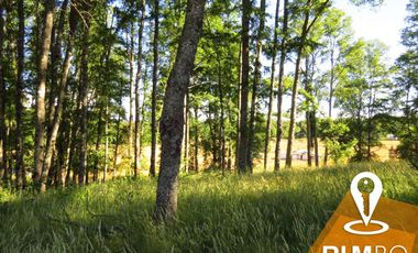 Parcela con Bosque nativo - Villarrica