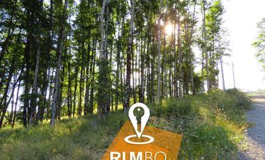 Parcela con Bosque nativo - Villarrica