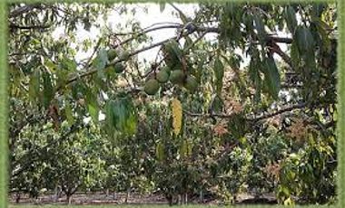 Vendo lote en San Jerónimo con plantación de mango Tomy