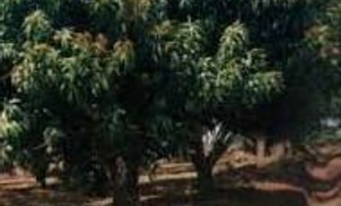 Vendo lote en San Jerónimo con plantación de mango Tomy