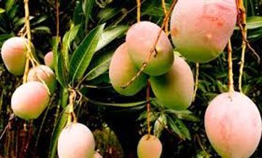 Vendo lote en San Jerónimo con plantación de mango Tomy
