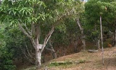 Vendo lote en San Jerónimo con plantación de mango Tomy