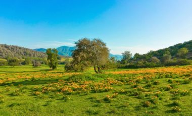 Parcelas de 5.000 m² en El Carpintero, Casablanca: red de luz y agua operativas, portería terminada, rol propio y crédito directo disponible.