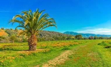 Parcelas de 5.000 m² en El Carpintero, Casablanca: red de luz y agua operativas, portería terminada, rol propio y crédito directo disponible.