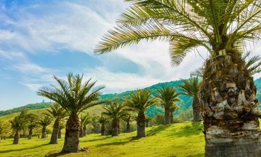 Parcelas de 5.000 m² en El Carpintero, Casablanca: red de luz y agua operativas, portería terminada, rol propio y crédito directo disponible.