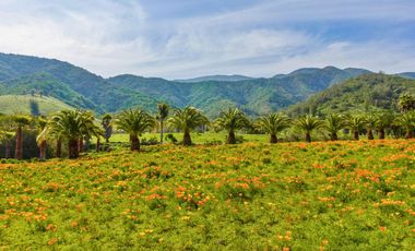 Parcelas de 5.000 m² en El Carpintero, Casablanca: red de luz y agua operativas, portería terminada, rol propio y crédito directo disponible.