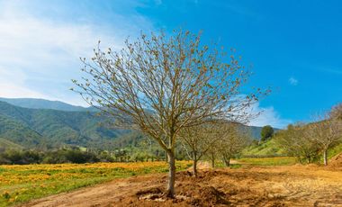 Parcelas de 5.000 m² en El Carpintero, Casablanca: red de luz y agua operativas, portería terminada, rol propio y crédito directo disponible.