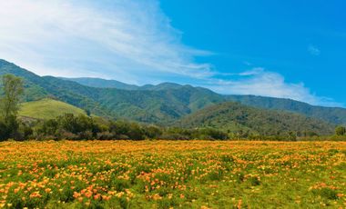 Parcelas de 5.000 m² en El Carpintero, Casablanca: red de luz y agua operativas, portería terminada, rol propio y crédito directo disponible.