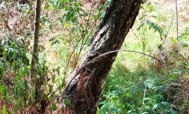 TERRENO DE 4067 MT2 A SOLO 4 METROS DE CALLE PRINCIPAL DEL CERRO DE HUITEPEC. TODOS LOS SERVICIO A LA MANO.