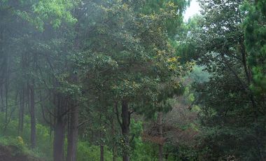 LOTE 616 VIVE SAN CRISTOBAL. REODEADO TOTALMENTE DE NATURALEZA