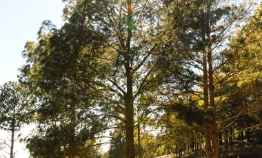 LOTE 616 VIVE SAN CRISTOBAL. REODEADO TOTALMENTE DE NATURALEZA