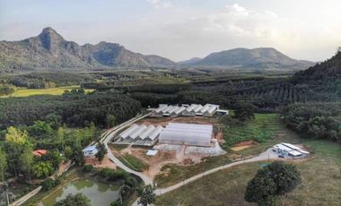 An Operational Commercial Hydroponic Farm Set On ~35 Rai Of Beautiful Mountainous Land For Sale In Loei Province, Thailand