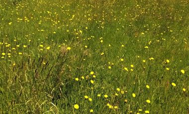 Parcela en Puerto Nuevo $35.000.000.-