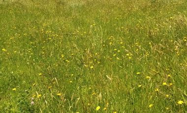 Parcela en Puerto Nuevo $35.000.000.-