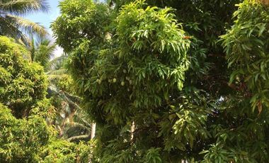 ** Beautiful 5416 sqm ( .54 hector ) ( 1.3 acres ) Property, House & Buildings **