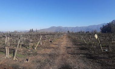 Viñedos  en Isla de Maipo