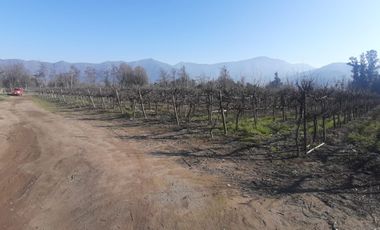 Viñedos  en Isla de Maipo