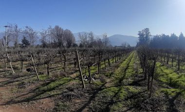 Viñedos  en Isla de Maipo