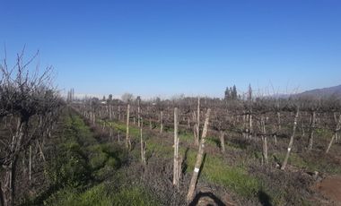 Viñedos  en Isla de Maipo