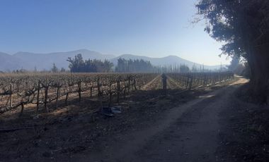 Viñedos  en Isla de Maipo